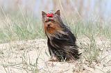 YORKSHIRE TERRIER 039